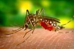 EE.UU. alerta de amenaza de dengue en el país tras dispararse los casos en el mundo