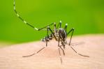 Los casos de dengue suben un 385 % en México