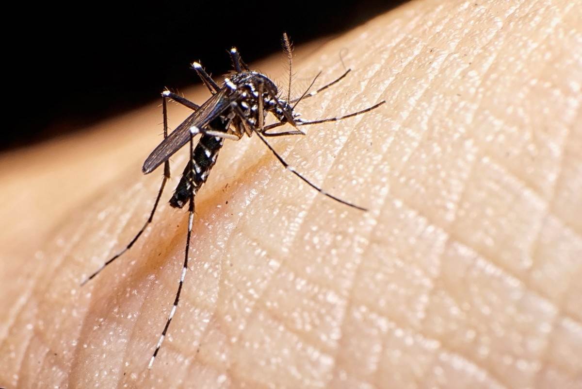 El mosquito Aedes Aegypti, transmisor del dengue. (FUENTE EXTERNA)