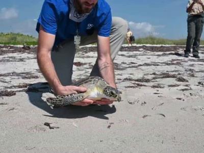 RD se suma a la petición de protección de tortugas marinas