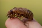 Cigarras son tan ruidosas en un condado de Carolina del Sur que los residentes llaman a la policía