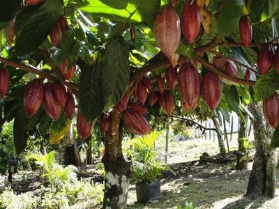 Se promueve un plan estratégico para incrementar la producción y preservación del cacao