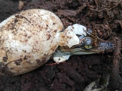 Avances en la conservación del cocodrilo siamés