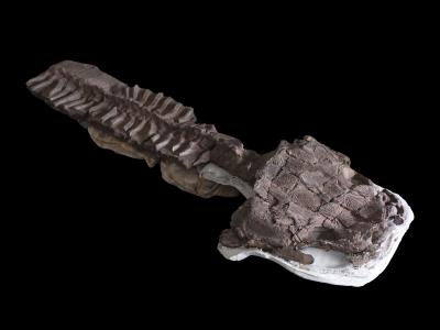 Descubrimiento de fósiles confirma la presencia de un depredador anterior a la era de los dinosaurios
