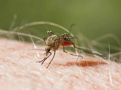 Disminuyen los casos de malaria; aumentan las infecciones por Covid y dengue
En la actualidad, se ha observado una reducción en la cantidad de casos de malaria, mientras que se ha registrado un aumento en las infecciones por Covid y dengue.