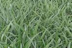 La República Dominicana avanza en la tecnología agropecuaria