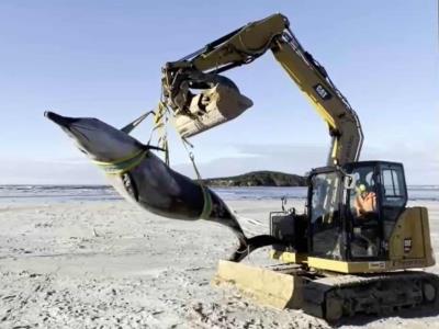 Hallan el cadáver de la que podría ser la ballena más rara del mundo