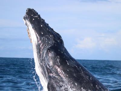 Investigación: La felicidad de las ballenas aumentó durante la pandemia de COVID-19