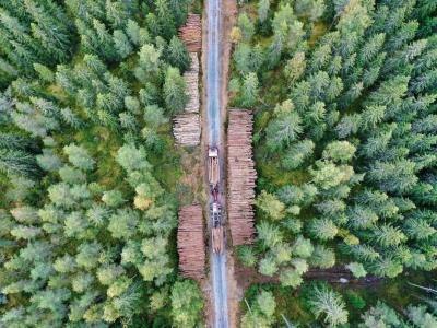 Los bosques perduran como sumideros de carbono