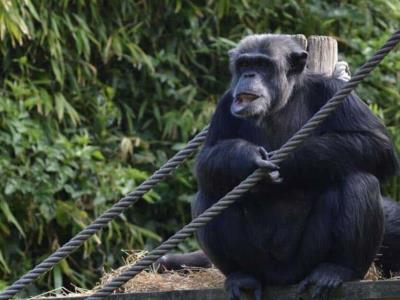 Los chimpancés gesticulan como en las conversaciones humanas