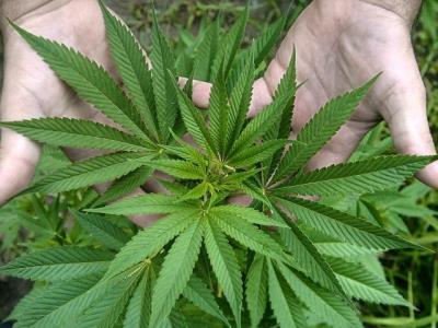 Marihuana en Guerra, autoridades desmantelan plantación