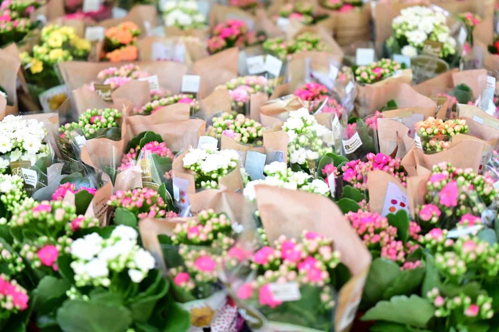 El evento además de las flores, cuenta con más de 50 actividades y atracciones