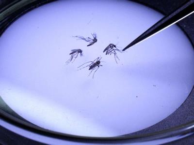 Mosquitos modificados biológicamente buscan terminar con el dengue