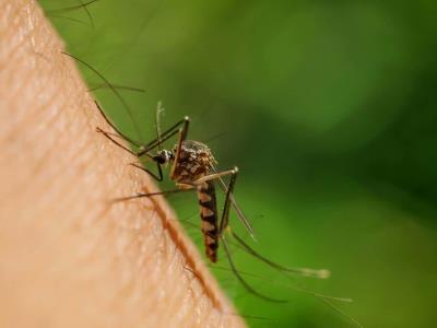 Virus de oropouche en Brasil: alerta de muertes