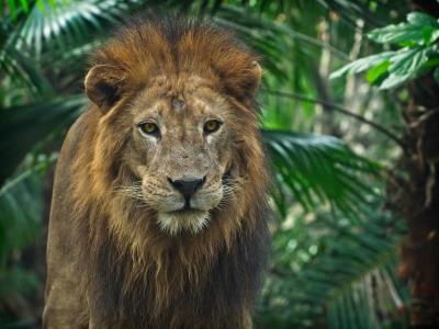 Celebra el Día Mundial del León