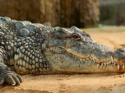 Cocodrilo de gran tamaño ataca mortalmente en Australia