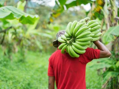 Crédito al sector agropecuario crece, pero pymes reciben solo el 15 %