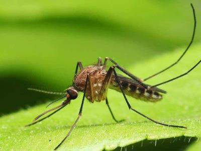 Detectan en República Dominicana virus "Oropouche”