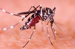 El mosquito Aedes aegypti utiliza el infrarrojo para detectar objetivos humanos
