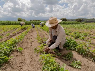 La producción agrícola tiene alta demanda de extranjeros