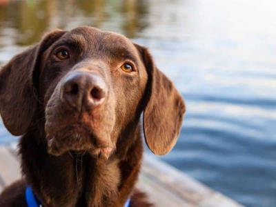 Los perros entienden palabras aunque no las pronuncien sus dueños