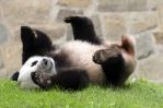 La familia panda del zoo de Washington ya está en China