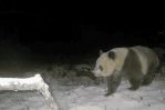 Avistado en China por primera vez en 6 años raro ejemplar salvaje de oso panda pardo
