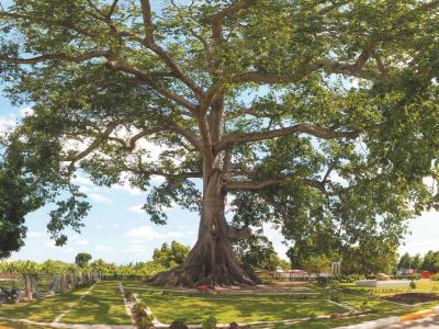 Nueva adenda a acuerdo de comanejo del Monumento La Ceiba