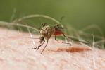 Día Internacional contra el Dengue: abogar por la concientización sobre esta enfermedad