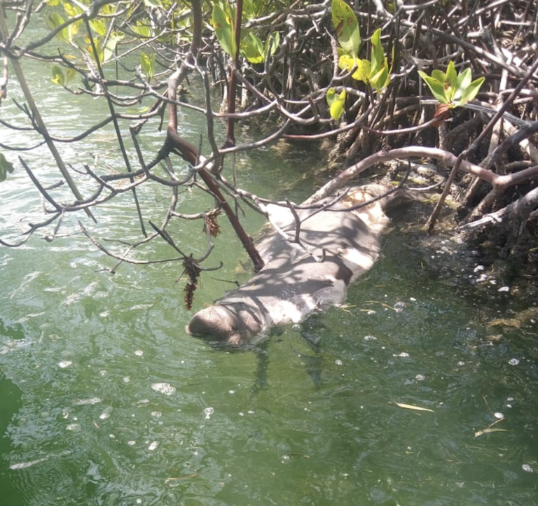 ¡Denuncian pesca ilegal en El Morro: Haitianos matan manatí con chinchorro de arrastre!