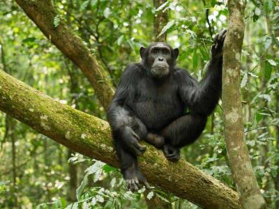 Celebra el Día Internacional de los Primates