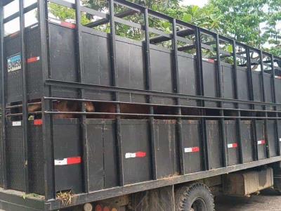 Conductor de camión en prisión preventiva por robo de ganado