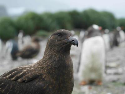 Detectan primer caso de gripe aviar sin contacto con animales