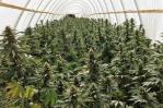 La caída del mercado de la marihuana legal genera incertidumbre en Colorado y California