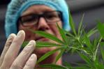 Bahamas presenta ley para regular la industria del cannabis con fines médicos y religiosos