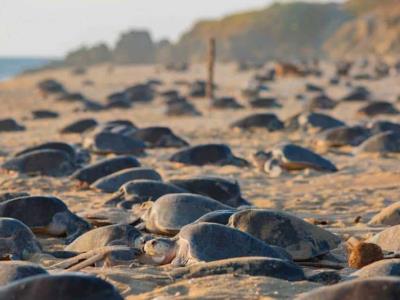 México investiga muerte de centenares de tortugas marinas