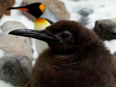 Pingüino pesto: la estrella del acuario