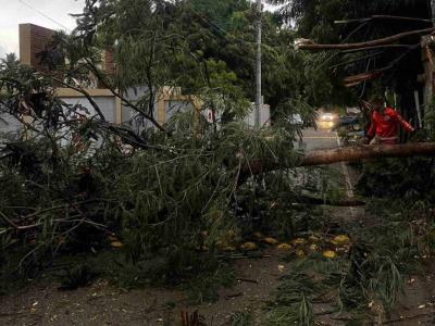 Ráfagas de viento derriban árboles en Navarrete
