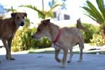 Al menos 50 personas han sido mordidas por perros en Santiago en lo que va de año