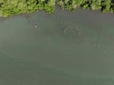 Redes de pesca amenazan la supervivencia de los manatíes en RD