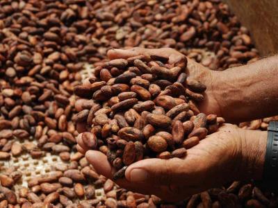 Altos precios del cacao incentivarían las inversiones