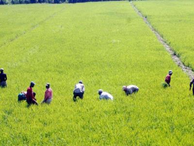 Anpa y Confenagro opuestos a impuestos al sector agropecuario