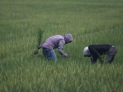 Los agricultores evalúan cómo regularizar ante las deportaciones