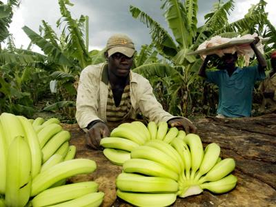 Plan Migratorio: la agricultura en riesgo por las deportaciones