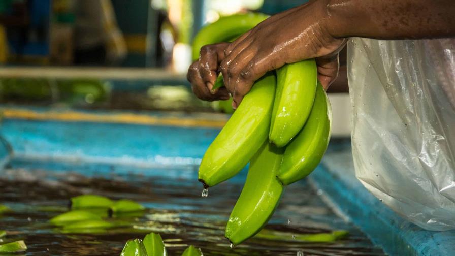 República Dominicana y otros países de Latinoamérica solicitan a Europa un precio equitativo para el banano