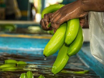 ¿Se paga en Europa un precio justo por el banano?