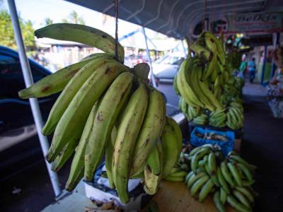 Abundancia de plátano se debe a la disminución del poder adquisitivo