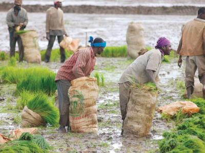 Desestiman carnés de identificación para haitianos en el agro