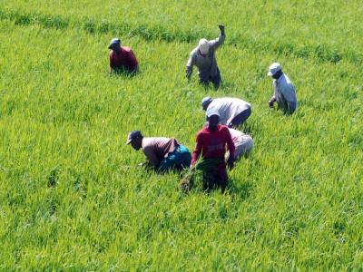 Gobierno protege la producción local de arroz