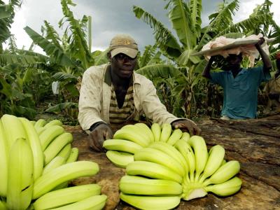 Hasta 280,000 migrantes haitianos trabajan el sector agropecuario